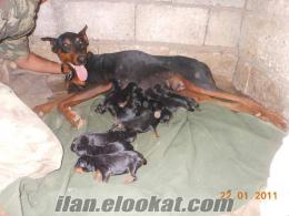 satılık doberman yavruları