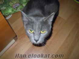 russian blue dişi 1 yaşında safkan