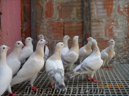 filo kuşları ispir ağ şerabi satılık