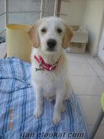 Ücretsiz temel ve ileri itaat eğitimi olan golden terrier kırması 8 aylık