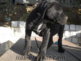 2aylık yavru köpekler SATILIK CANE CORSO YAVRU