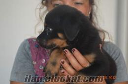 Köpek Çifliklerinin Öncüsü İDA Kedi Köpek Çifliğinden Satılık Rottweiler