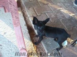 Satılık Mini Pinscher 650Tl Kocaeliden ....