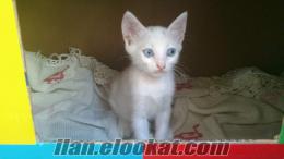 ücretsiz bembeyaz maviş yavru kedi erkek