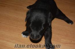 Siyah Labrador Retriever Yavrusu
