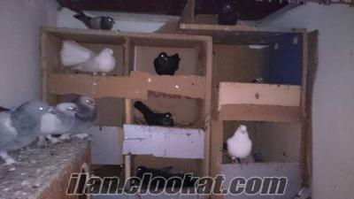 Acil satılık oyuncu güvercinler Manavgat yakınları