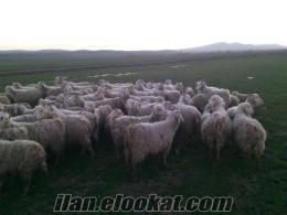 Satılık 50 adet anaç Ankara tiftik keçisi