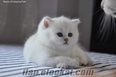 British shorthair yavru kedi