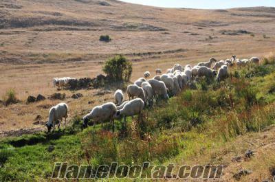 Satılık Sönmez koyunu sürüsü