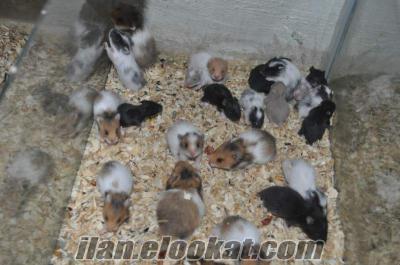 bebek hamsterlar sizleri bekliyor tolga petshop