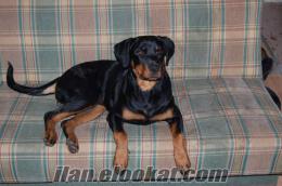 Denizliden satılık rottweiler