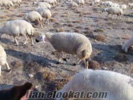 satılık kangal koyun sivas gürün kızılören köyü damaızlık koyun ve toklu