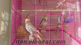 Saraylarda sultan papağanı
