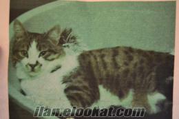Ankara-kayıp kedi mavi tasmalı-erkek