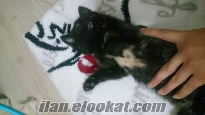 karadeniz kedi İRAN KIRMASI YAVRU KEDİLER