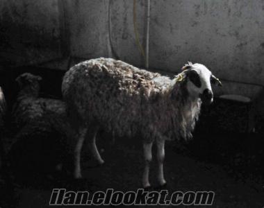 sivas satılık koyun Satılık Sönmez koyunu sürüsü