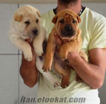 Mükemmel Shar pei Yavruları