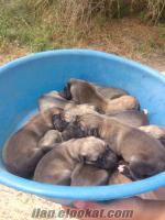 köpek ilanı verme Satılık Kangal Yavruları