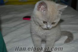 british shorthair Safkan Dişi Reçelimiz :)