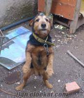 Satılık Jagd Terrier (Alman Av Terrier'i) Yavruları