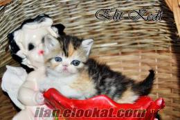 calico exotic shorthair -longhair yavrular