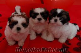 yavrular shih-tzu