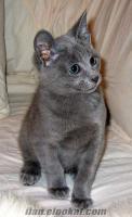 minik yavru 1 aylık gri kedi izmir bucada cins mavi rus yavru kedi