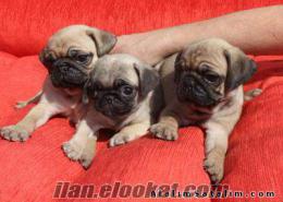 SATILIK PUG MOPS YAVRULAR SUN PET SHOP TA