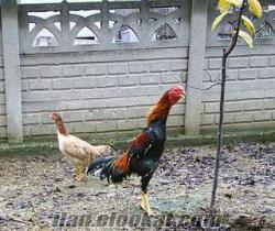 düzcede satılık köy tavukları