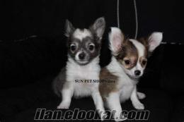 CHIHUAHUA YAVRULARI SUN PET SHOP KALİTESİYLE