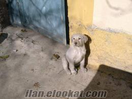 Elazığda satılık erkek golden köpek
