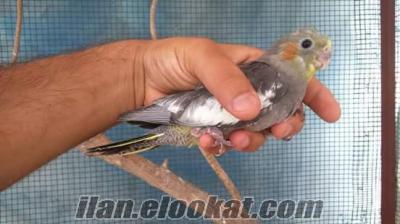 ADANA'DA satılık sultan papağanları