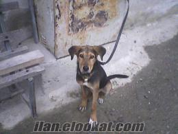 Sinopda satılık av köpeği