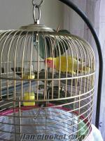 satılık sevda papağanı ve kafes+aparatları