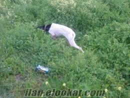 english pointer