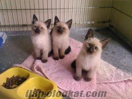 veterinerden satılık saf kan siyam kedisi yavruları