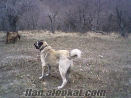 kırklareli/kuzulu köyü saf kangal köpek yavruları