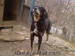 satılık kovucu dört göz kobay av köpeği