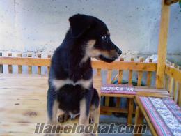 Sahibinden satılık Rottweiler yavruları erkek ve dişi