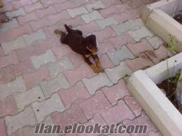 Rottweiler 2.5 aylık erkek