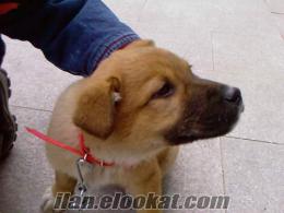 İSTANBUDA SATILIK KANGAL