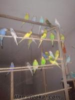 izmir bergamada sahibinden satılık genç jumbo muhabbet kuşlar
