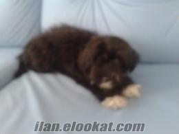 mersinde satılık terrier cinsi 3 aylık köpek