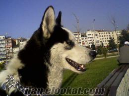 kdz ereğlide sahibinden satılık husky (sibirya) köpeği