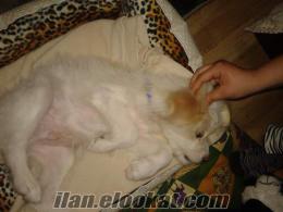 maltese terrier cinsi 3.5 aylık