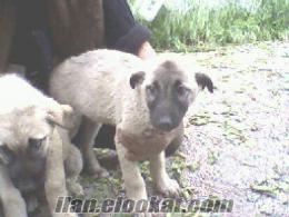 kayseride satılık sivas kangal çoban köpekleri