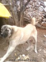 Burdur Bucaktan Satılık sivas kangal köpeği