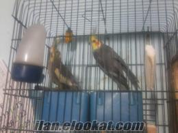 satılık çift sultan papağanı
