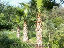 adana ceyhanda sahibinden satılık palmiyeler