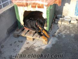 çerkezköyde satılık köpek Çerkezköyde satılık rodvailler